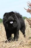 CHOW CHOW 161